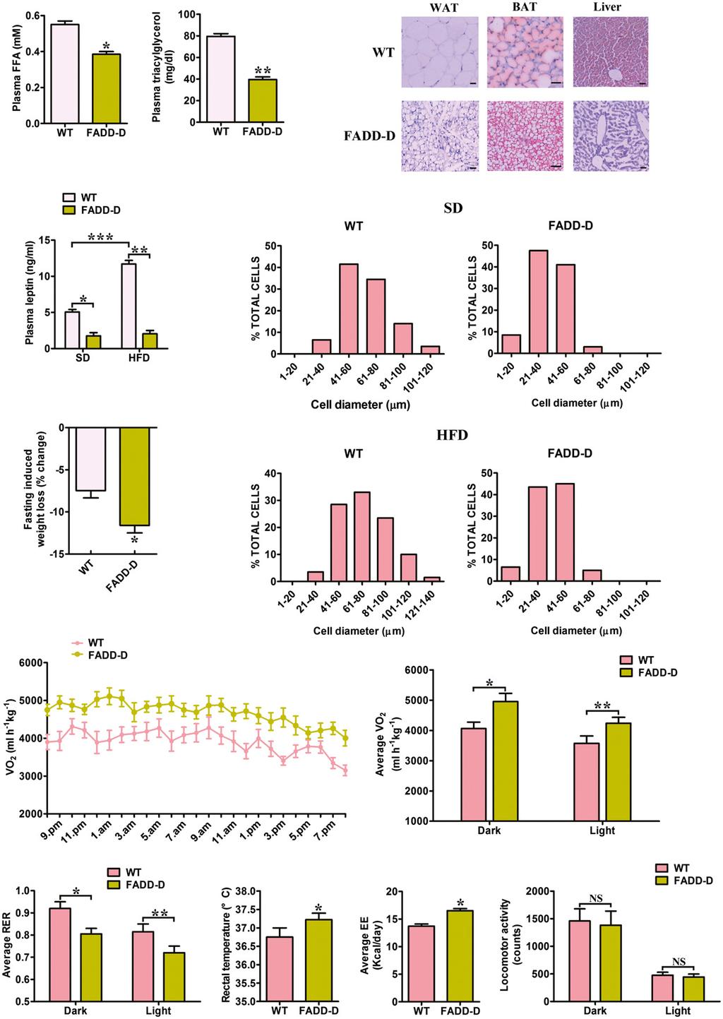 Hongqin Zhuang et al FADD S191D mutation or deficiency prevents obesity EMBO Molecular