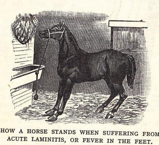 CLASSIC CLINICAL SIGNS Acute Lameness in one or multiple hooves Weight shifting Saw horse stance & reluctance to move Increased