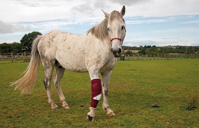 CAUSES Until recently laminitis thought to be caused