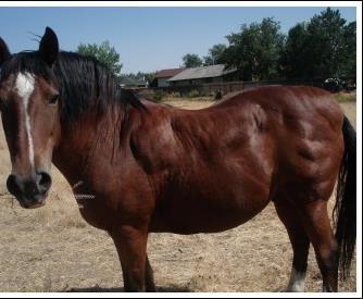 from multiple systemic issues) 90% of laminitis = endocrinopathic (metabolic syndrome,