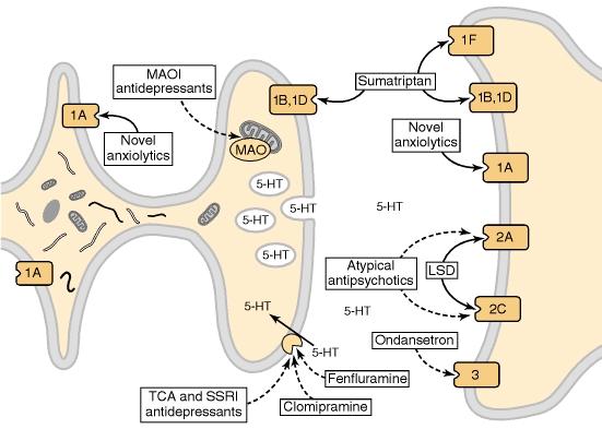 Serotonin Actions on CNS Neurons Gi Anti-migraine Anxiolytic Gq