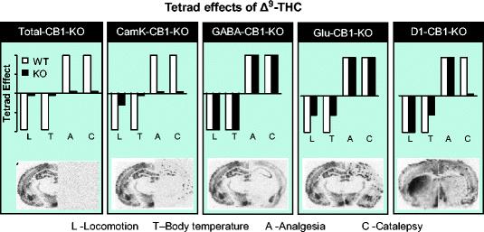 Effects of THC change when CB1 receptors are deleted from specific neuron types http://link.springer.com/chapter/10.