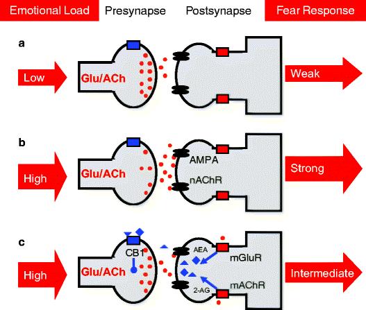 A cellular model of endocannabinoidcontrolled fear relief Excess signaling by