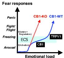 Negative emotional load triggers the endocannabinoid response 2 stages: CB1 and TRPV1 CB1 reduces fear response TRPV1 enhances fear