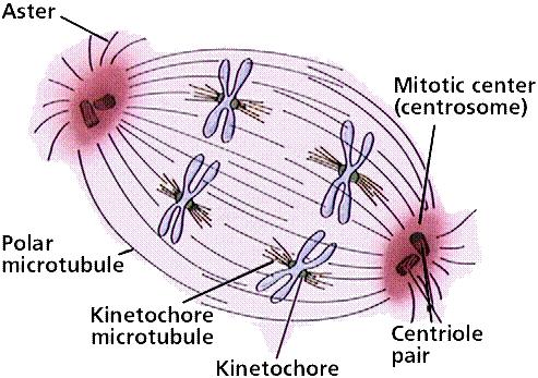 The SPINDLE FIBERS attach to the centromere and