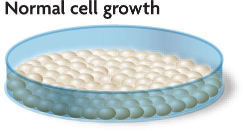 KEY CONCEPT Cell cycle regulation is necessary for healthy growth. Internal and external factors regulate cell division.