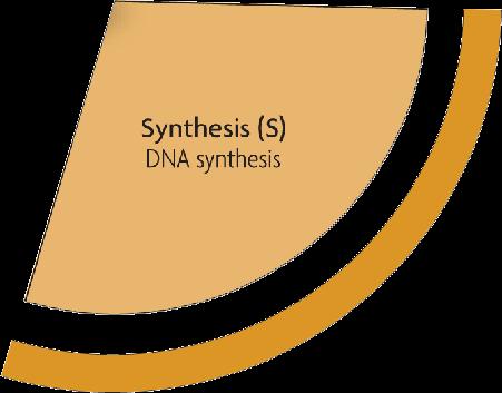 cytoplasm (cytokinesis) Mitosis occurs
