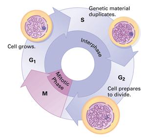 G1 stage Cell Growth S stage DNA Replication: the genetic material