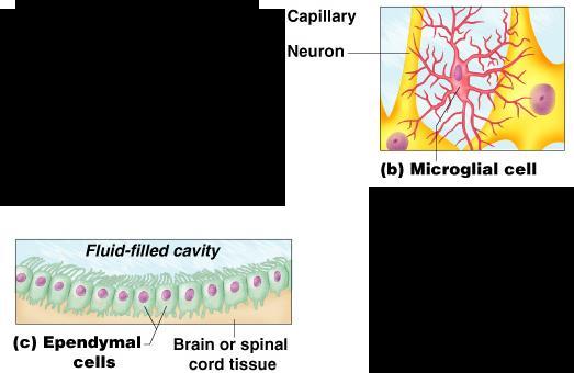 Nervous Tissue: Support Cells Microglia