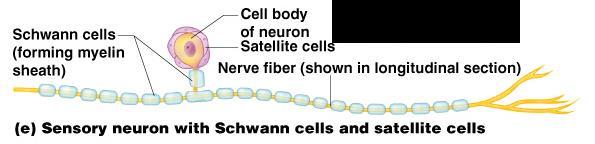 Nervous Tissue: Support Cells