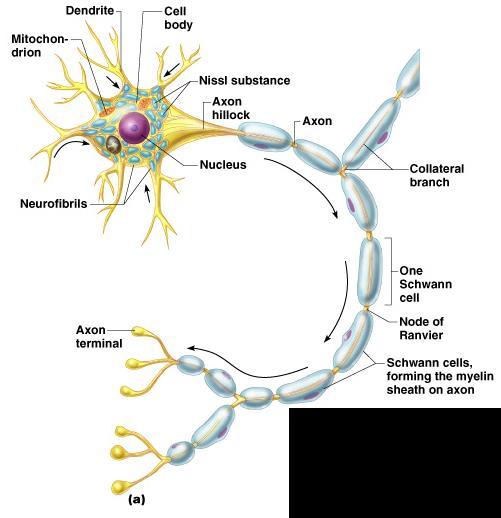 Neuron Anatomy Extensions outside the cell body Dendrites conduct impulses