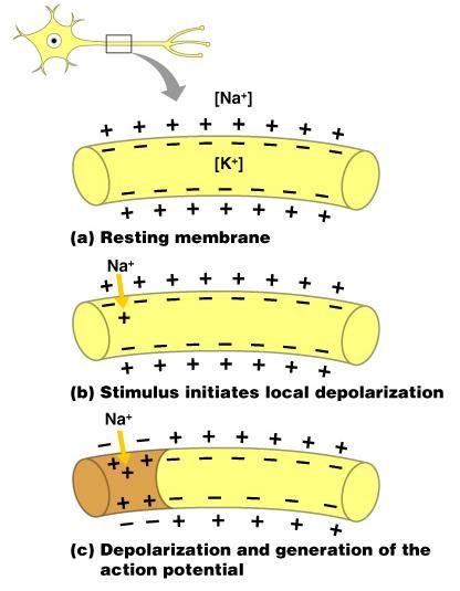Starting a Nerve Impulse Depolarization a stimulus depolarizes the neuron s membrane A deploarized membrane allows