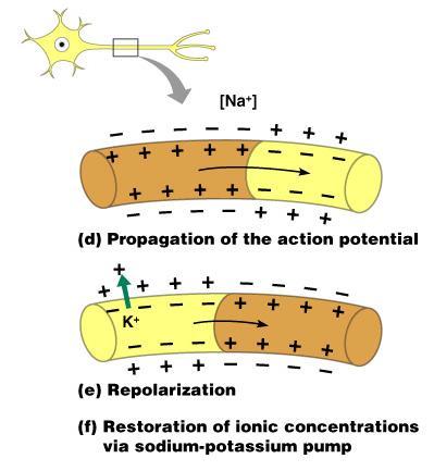 Nerve Impulse Propagation The impulse continues to move toward the cell