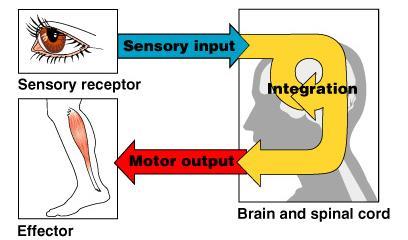 Functional Classification of the Peripheral Nervous System Motor (efferent) division Two