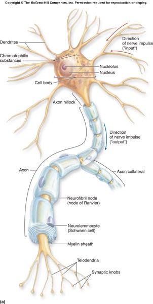 leading into the axon) Axon single Thin, less branches Carries impulse away from