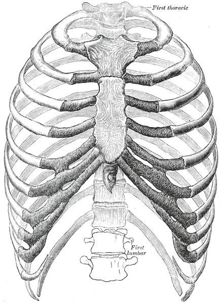 Thoracic Cage I. Thoracic Cage Osteology A.