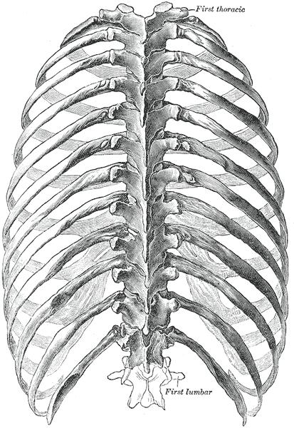 often results in a hump back hunched over look Vertebral bodies and transverse processes articulate with the ribs, serving as an anchoring point Costovertebral joint consists of: Vertebral body