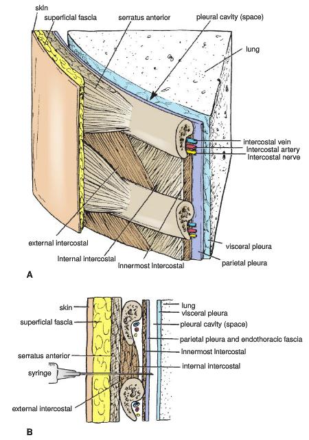 Intercostal Spaces Between successive ribs Contain the intercostal mm. External, internal, and innermost intercostal mm.