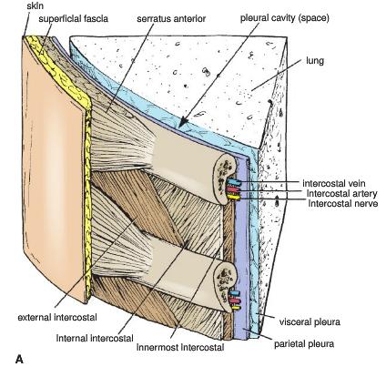 Intercostal Muscles Nerve supply: intercostal nerves Three layers External intercostal Orientation Anterior (external) intercostal membrane Helps in inspiration Internal intercostal Orientation