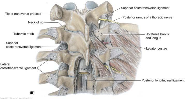 Accessory Muscles of Respiration Levator costarum Between the transverse processes and the ribs
