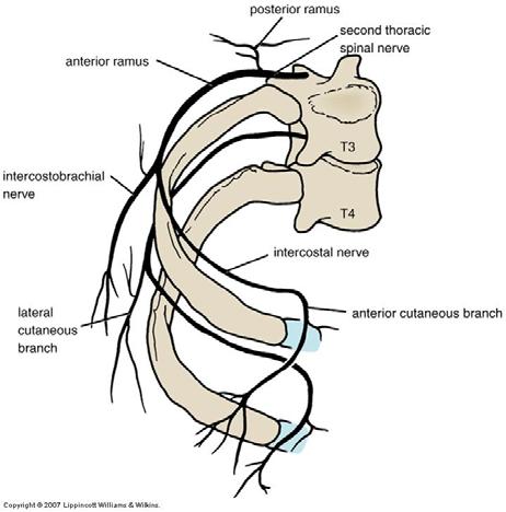 Branches of the Intercostal Nerves Rami communicants Collateral branch Lateral cutaneous branch 1 st part of the brachial plexus Intercostobrachial