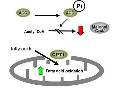 Fatty acid oxidation and uptake in the heart are regulated by