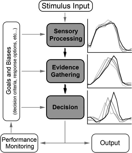 Figure 1. The outline depicts feed-forward flow of information in the decisionmaking process. Time courses on the right illustrate BOLD responses from prior work (Ploran et al.