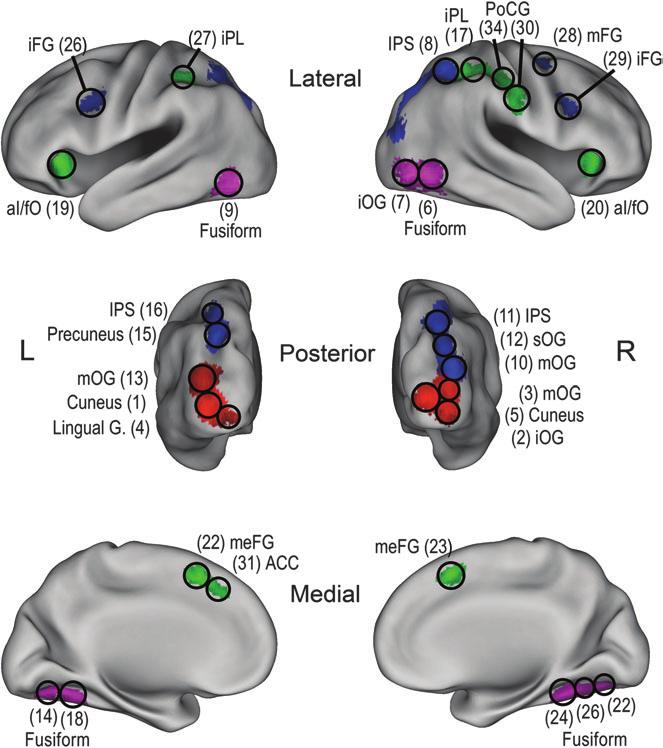 Ploran leading edge of activity. Combined, the current findings support an accumulator account in which parietal and frontal regions integrate sensory inputs over time.