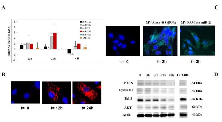 EVIDENCE FOR MV-MEDIATED TRANSFER OF GENETIC INFORMATION MV-mediated transfer of specific mirnas to target cells (mtec) Selective expression of mirnas (in a-amanitin-treated mtec) Internalization of