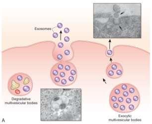 Vesicles Microvesicles