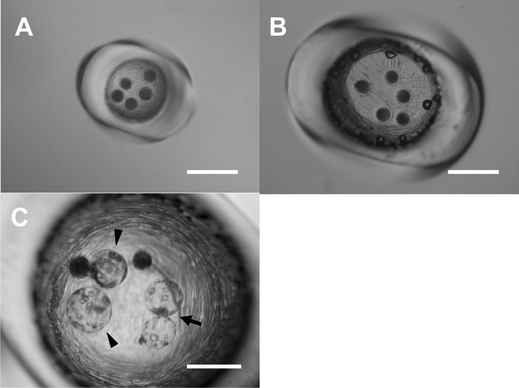 536 TAKA et al. Fig. 1. After ICSI, five porcine oocytes were cultured in WOW systems of 500 (A) and 1,000 µm (B) in diameter (medium volume: approximately 0.06 µl and 0.24 µl, respectively).