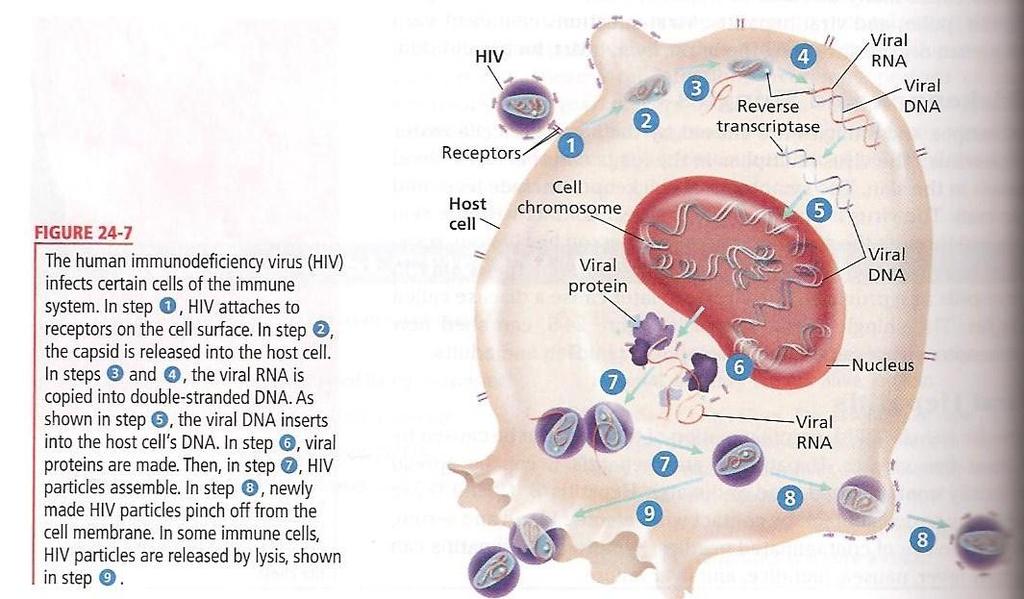 Destroys a person s immune system- T cells 3. Spread by sexual contact 4.