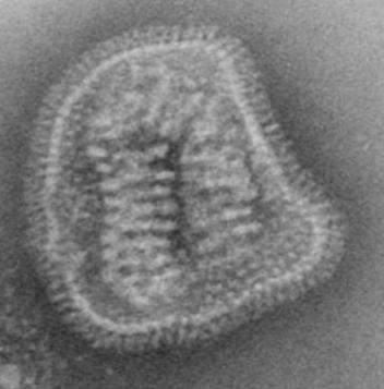 These particles resemble the influenza virus but with no genetic