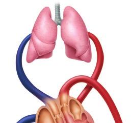 Blood flows through the lungs (part of the respiratory system) to pick up oxygen and then flows through the body to deliver it to active cells.