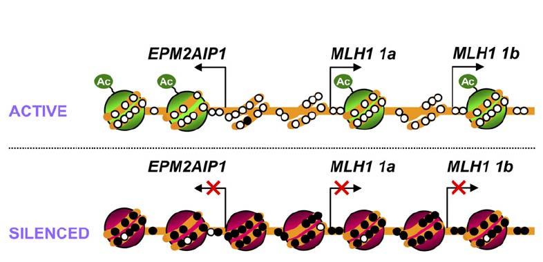 Nucleosomal occupancy MLH1