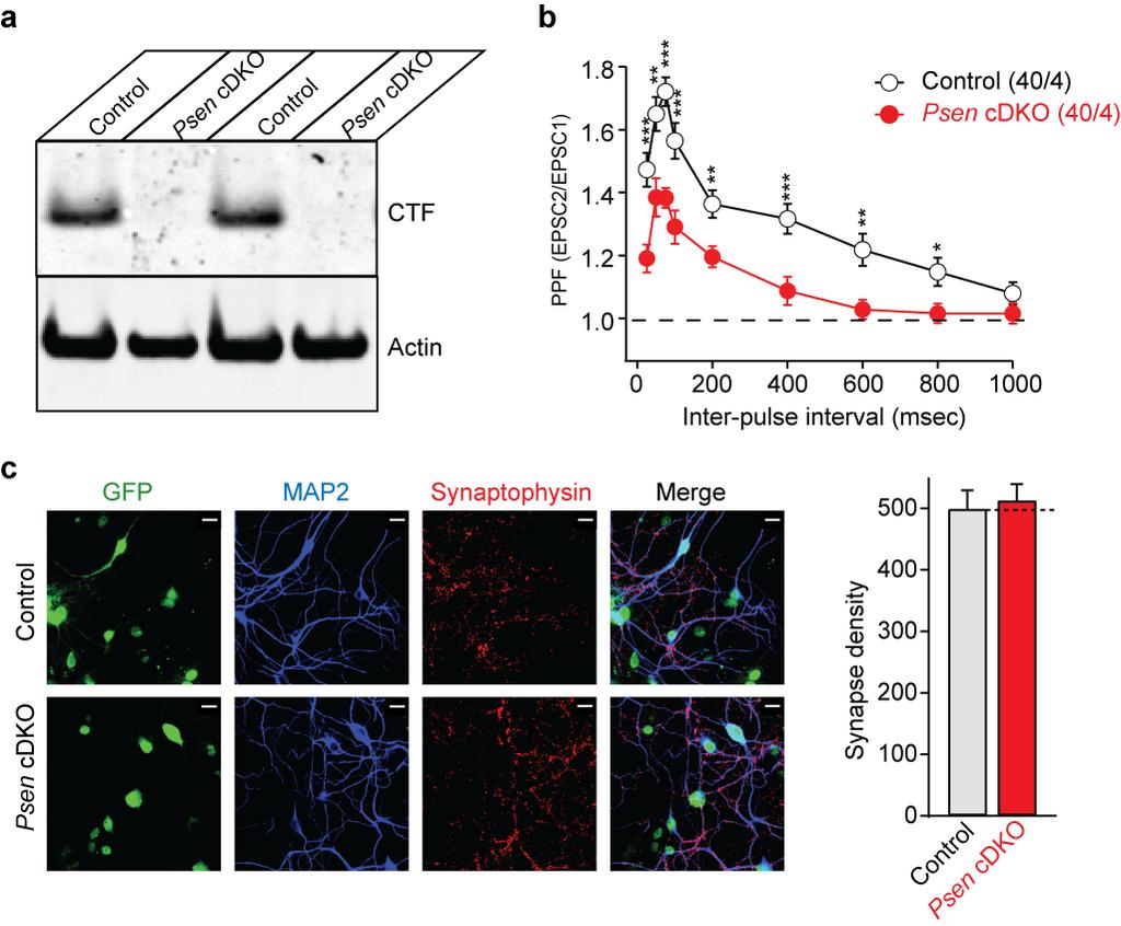 Supplementary Figure 13. Inactivation of presenilin expression in postnatal hippocampal neuronal cultures impairs PPF at