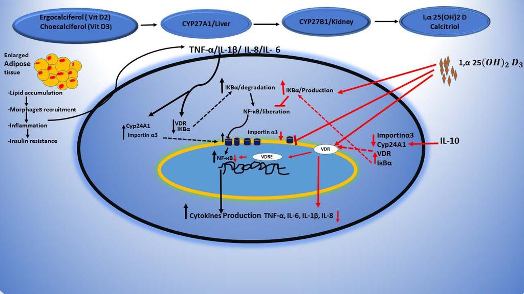 Figure: 52 schematic presentation of immune-modulatory action of calcitriol in NAFLD.