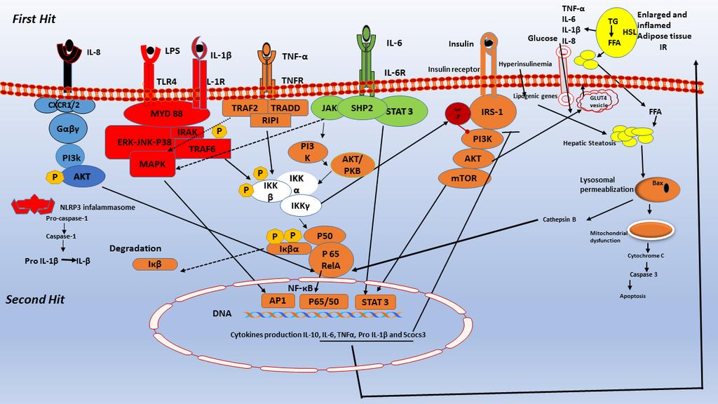 Figure 1: Schematic presentation for molecular pathogenesis of Nonalcoholic fatty liver disease. The Multi-hit hypothesis of NAFLD.