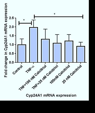 Figure 5: RT-PCR analysis for the effects of TNF-α and Vitamin D on cyp24a1 gene expression.