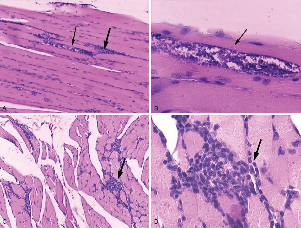 Vaccination with Trypanosoma rangeli B Basso et al. 373 Fig. 5: histological sections of skeletal muscles.
