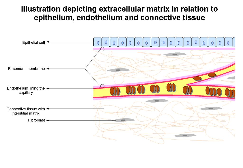 CONCEPT: EXTRACELLULAR MATRIX The extracellular matrix (ECM) is a collection of fibers and protein which provide support to cells and tissues Collagen fibrils are long bundles of which make up the