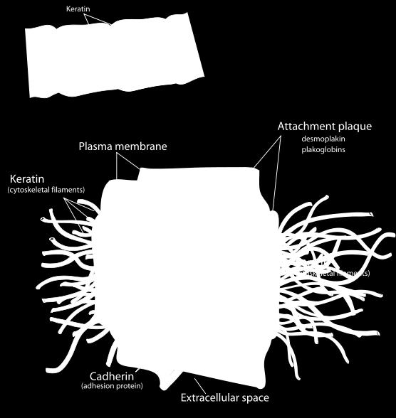 intermediate filaments - Hemidesmosomes