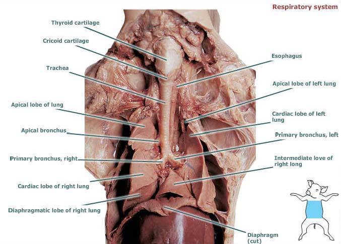 Thoracic Cavity - esophagus Abdominopelvic Cavity liver, gallbladder, stomach with rugae &