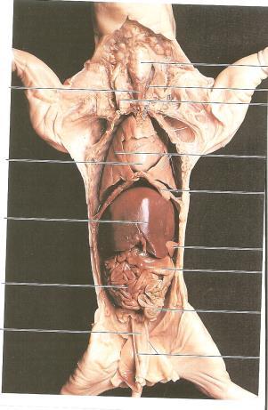 intestine, cecum, rectum, anus ***** Thyroid gland Larynx Trachea Thymus gland Heart Liver Small