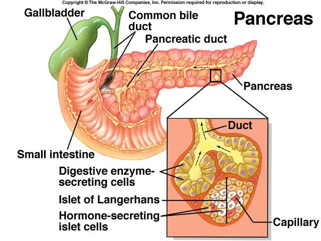 Take a look at the pancreas Slide: The portions other than the