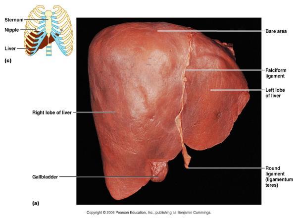 Liver Histology: Hepatic