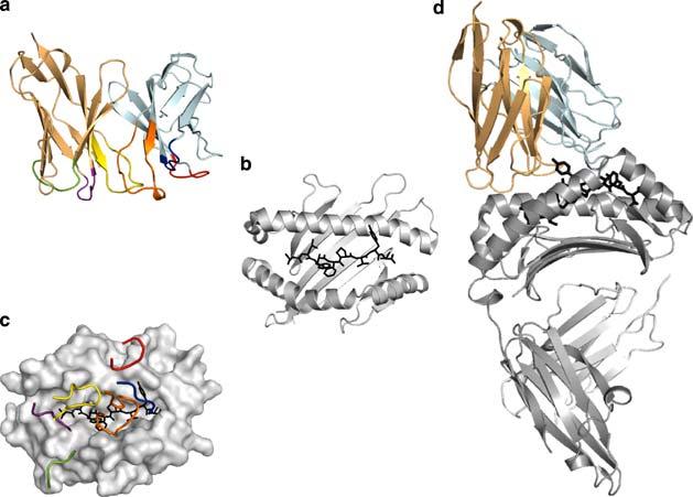 MHC Structure & Function TCRα TCRβ Gras S, et al. Immunol. Cell Biol.