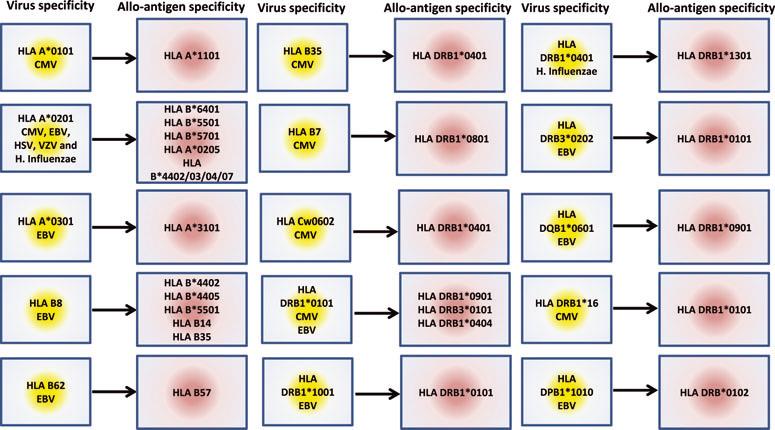 Examples of Viral Ags & HLA Cross-reactivity Virus Viral Ag HLA Restriction Viral Peptide HLA Crossreactivity CMV pp50 A*01:01 VTEHDTLLY A*11:01 VZV IE62 A*02:01 ALWALPHAA B*55:01 H.