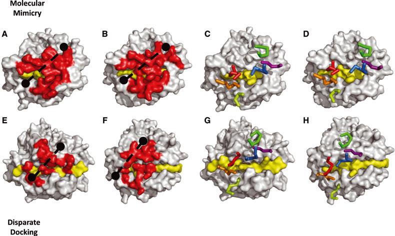 Molecular Mimicry &TCR Plasticity Syngeneic LC13 TCR ~ B*08:01 Allogeneic LC13 TCR ~ B*44:05 Syngeneic Allogeneic
