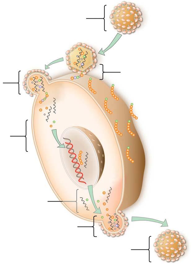 Microbicides in Product Development Lactin-V Invisible Condom Free virus BufferGel Locus small molecules S-DABO Dapivirine (TMC120) UC781 Tenofovir (PMPA) PC815 (MIV150 + Carraguard) Fusion